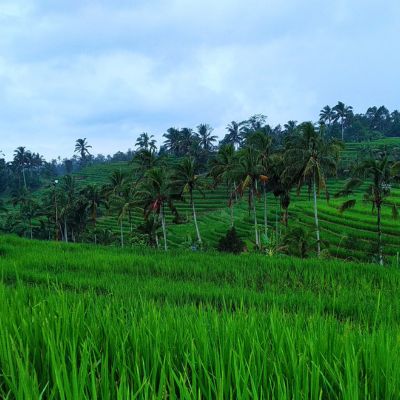 Hujan - hujanan di Jatiluwih